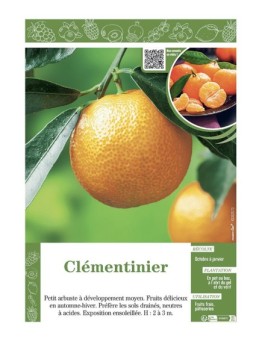 CLEMENTINIER