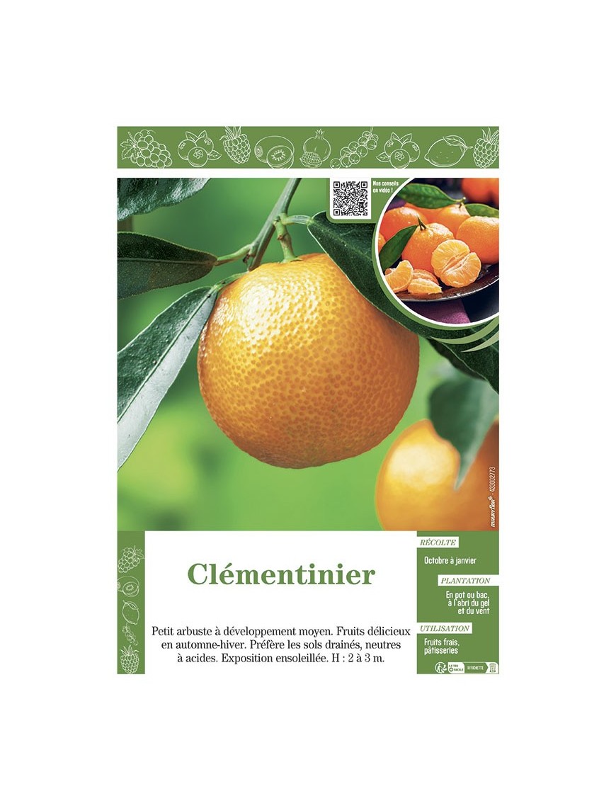 CLEMENTINIER