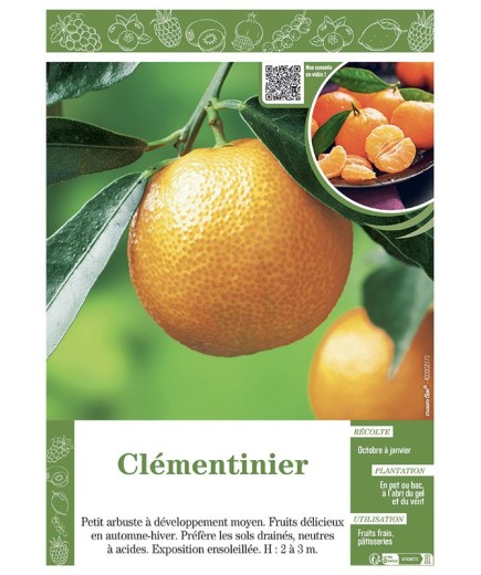 CLEMENTINIER