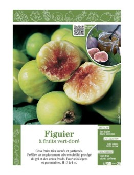 FIGUIER (à fruits vert-doré)