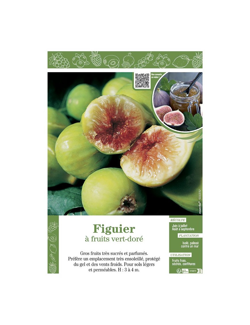 FIGUIER (à fruits vert-doré)