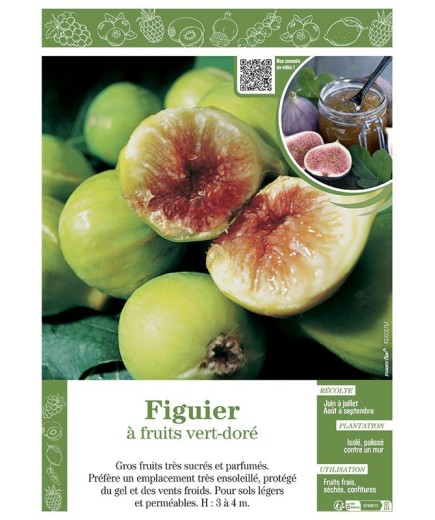 FIGUIER (à fruits vert-doré)