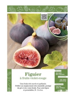 FIGUIER (à fruits violet-rouge)