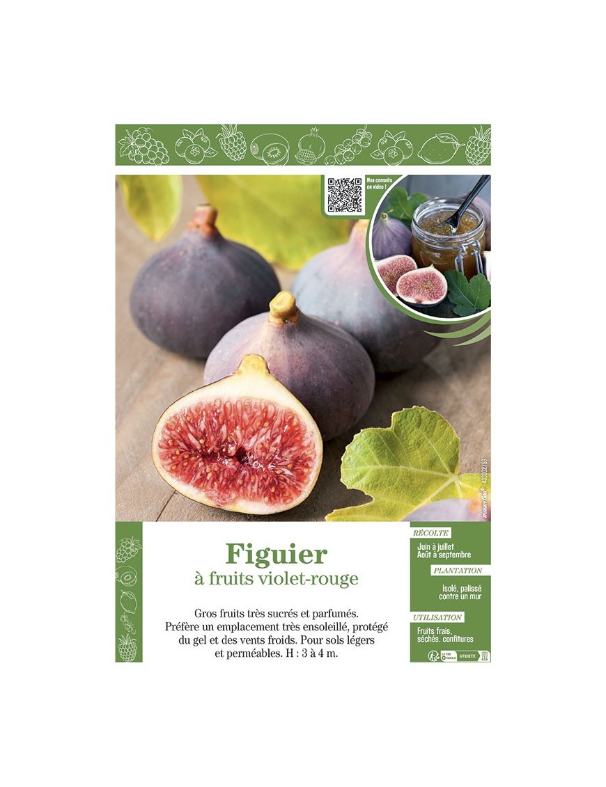FIGUIER (à fruits violet-rouge)