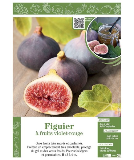 FIGUIER (à fruits violet-rouge)
