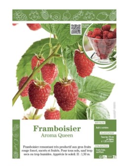 FRAMBOISIER AROMA QUEEN