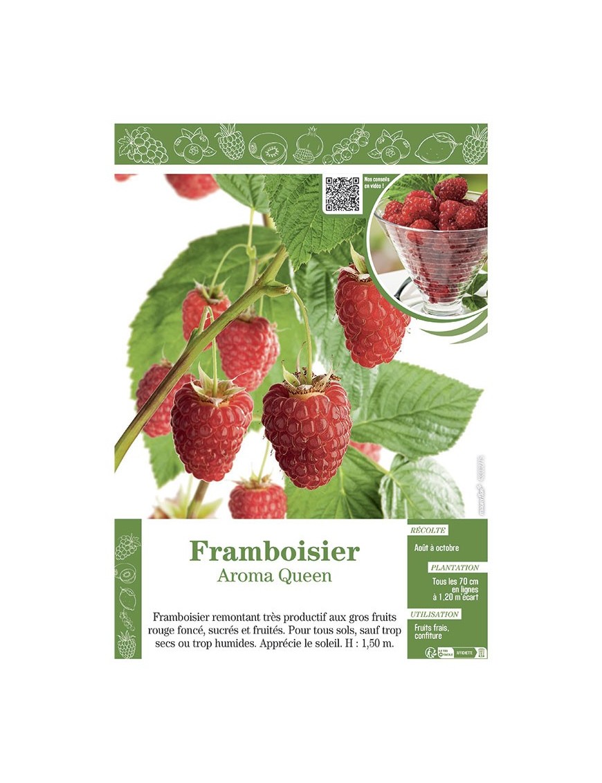 FRAMBOISIER AROMA QUEEN