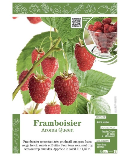 FRAMBOISIER AROMA QUEEN