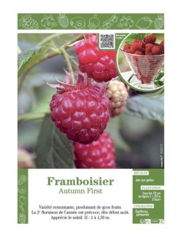 FRAMBOISIER AUTUMN FIRST