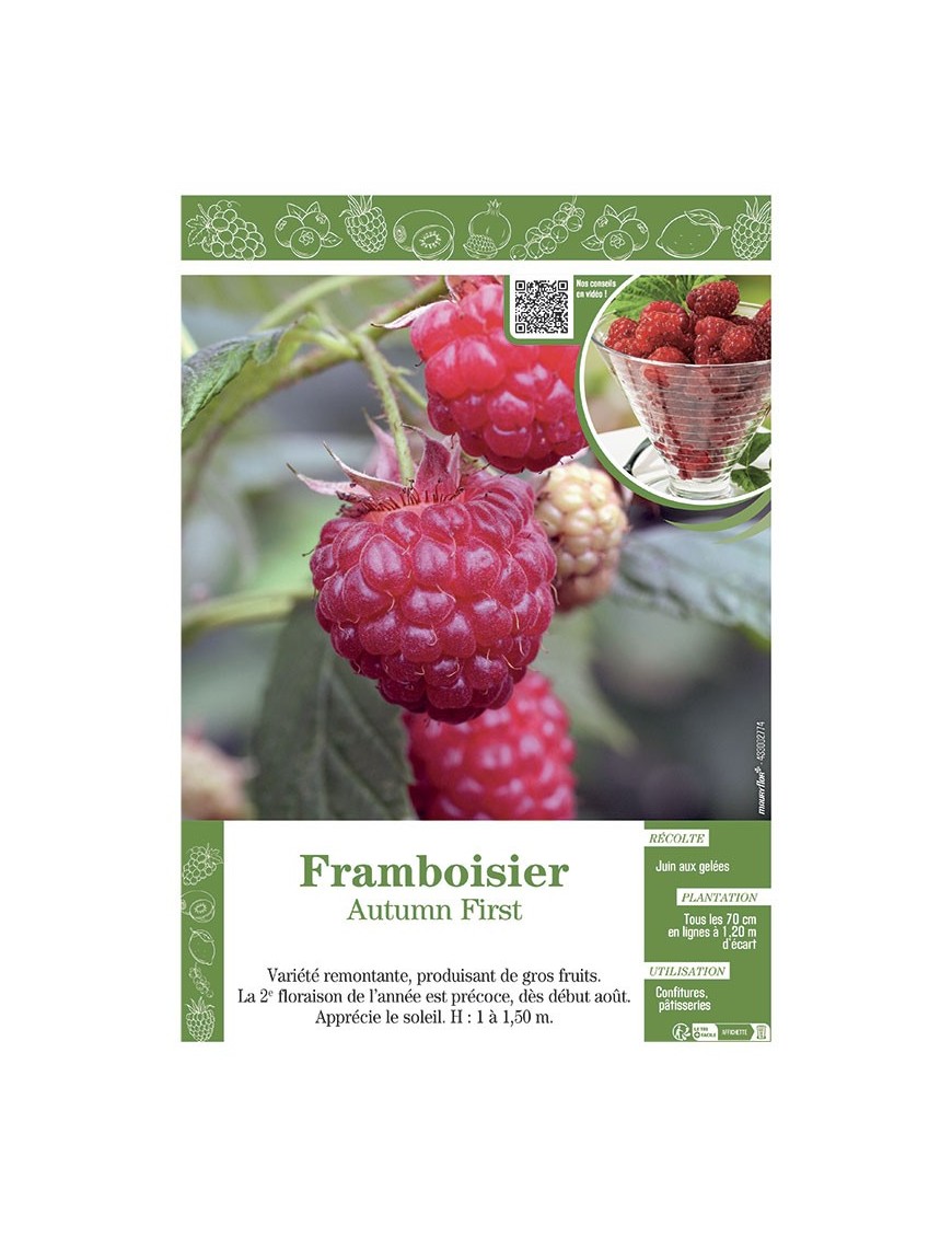 FRAMBOISIER AUTUMN FIRST