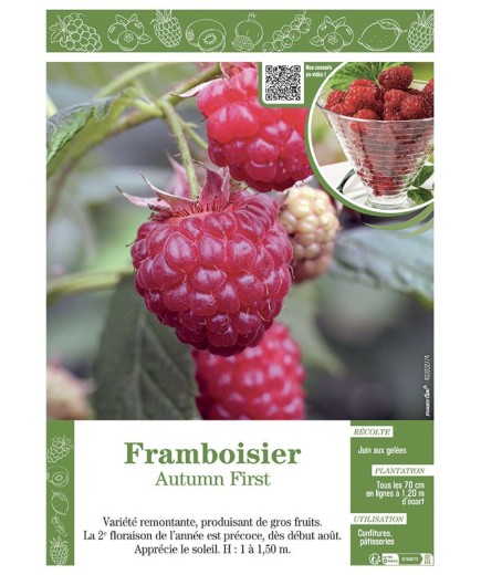 FRAMBOISIER AUTUMN FIRST