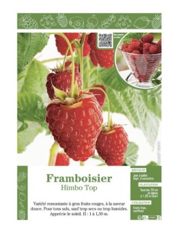 FRAMBOISIER HIMBO TOP