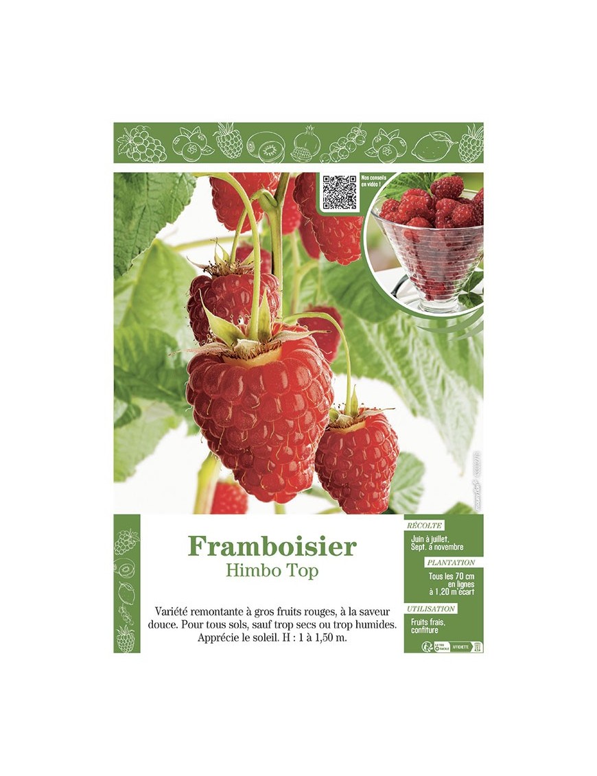 FRAMBOISIER HIMBO TOP