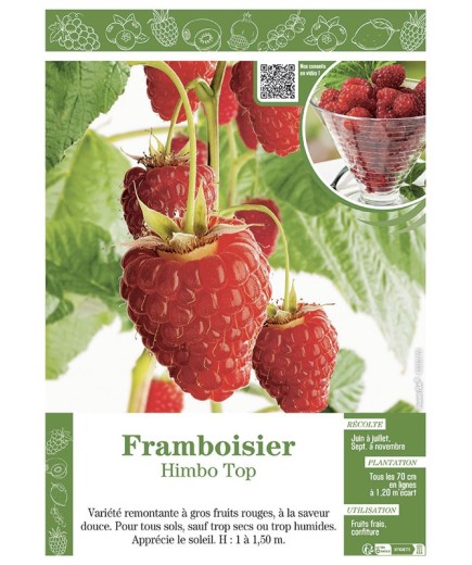 FRAMBOISIER HIMBO TOP