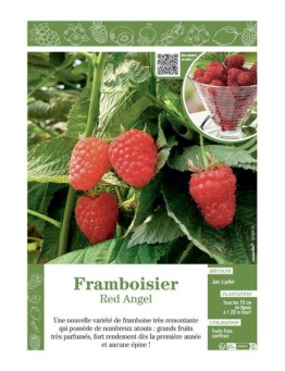 FRAMBOISIER RED ANGEL