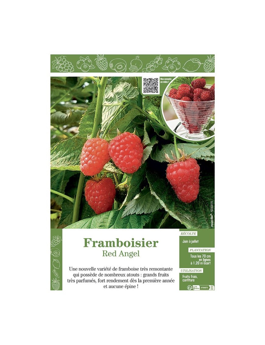 FRAMBOISIER RED ANGEL