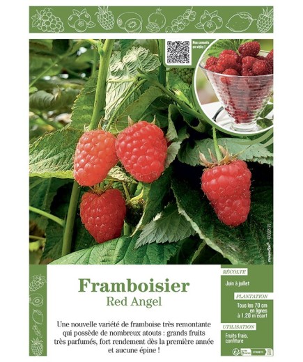 FRAMBOISIER RED ANGEL
