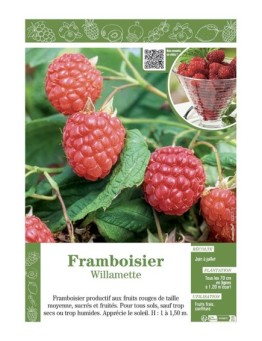 FRAMBOISIER WILLAMETTE