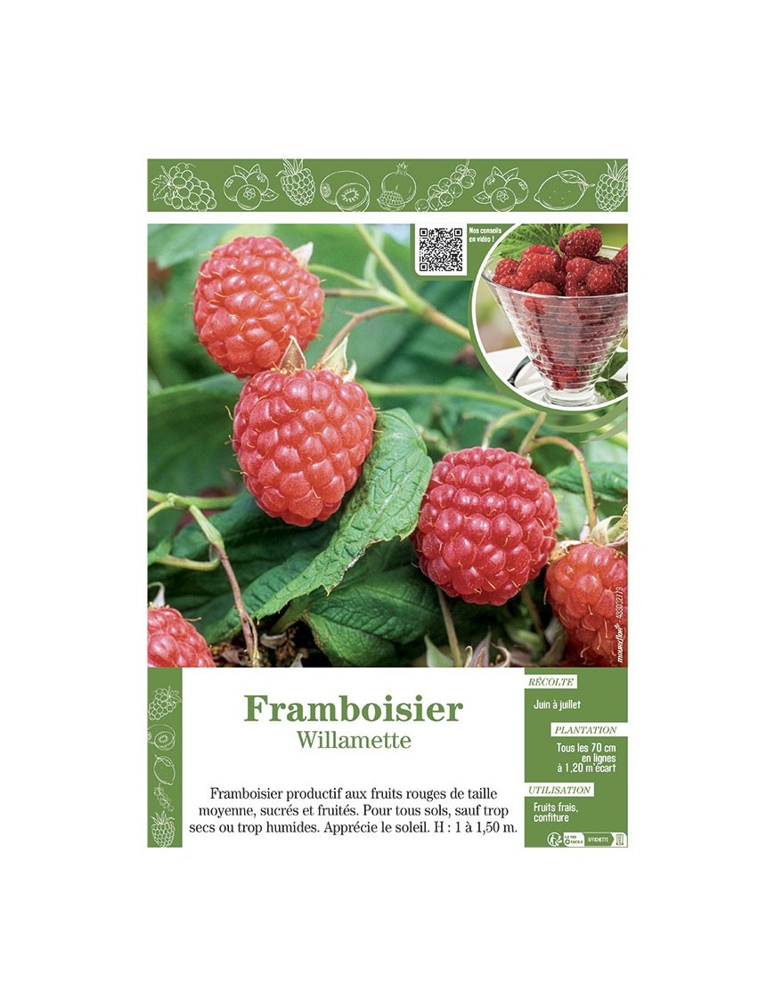 FRAMBOISIER WILLAMETTE
