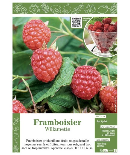 FRAMBOISIER WILLAMETTE