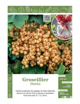 GROSEILLIER BLANKA