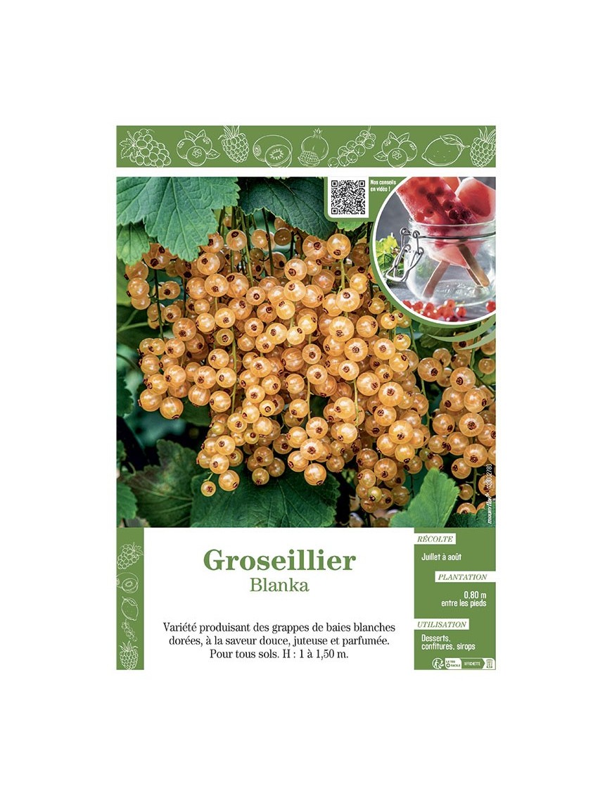 GROSEILLIER BLANKA