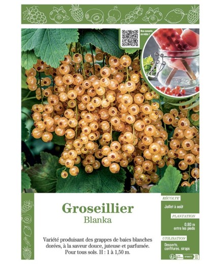 GROSEILLIER BLANKA