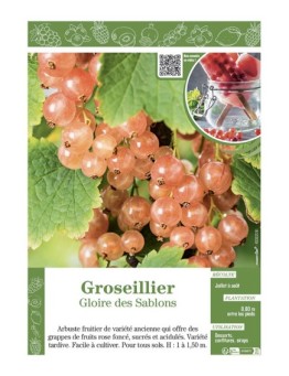 GROSEILLIER GLOIRE DES SABLONS