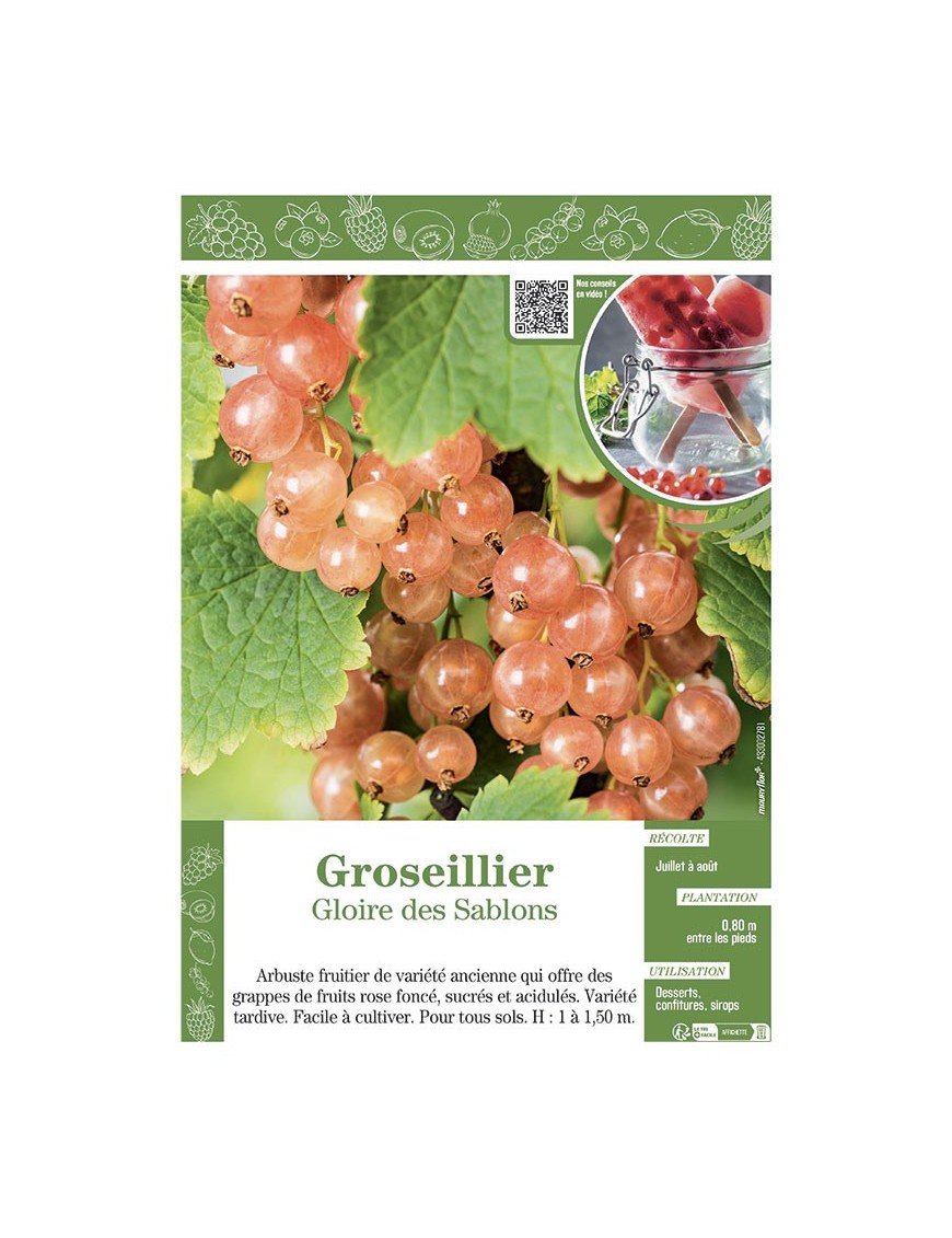 GROSEILLIER GLOIRE DES SABLONS