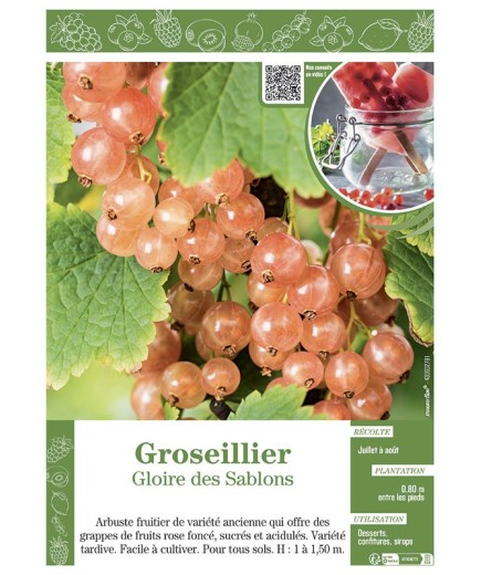GROSEILLIER GLOIRE DES SABLONS