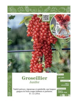 GROSEILLIER JUNIFER