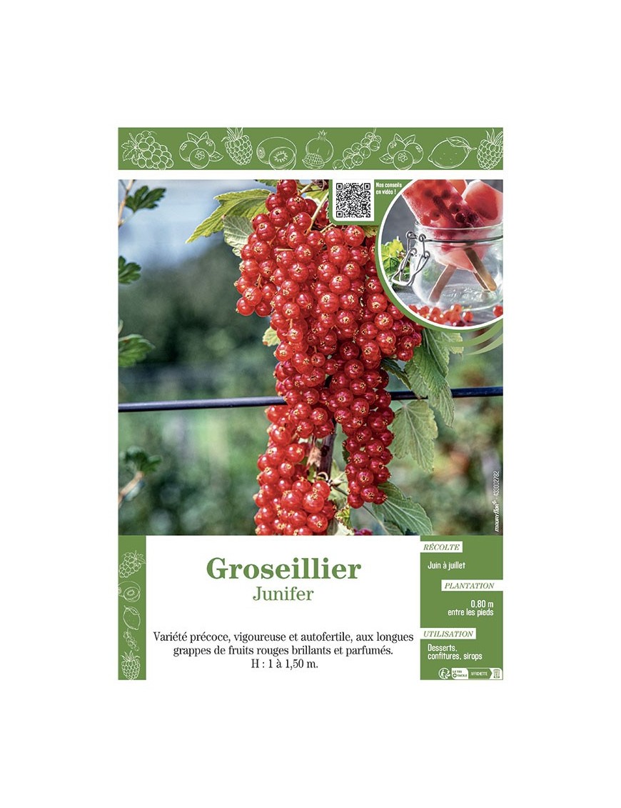 GROSEILLIER JUNIFER