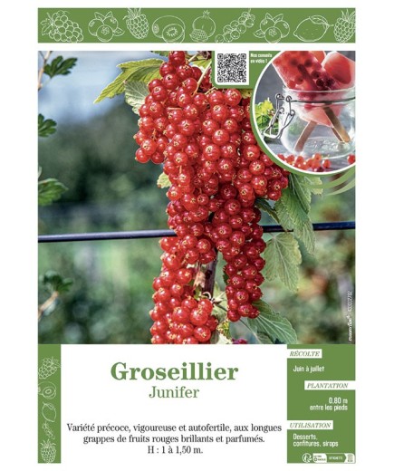 GROSEILLIER JUNIFER