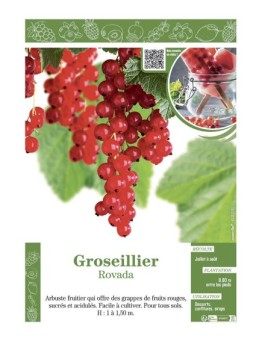 GROSEILLIER ROVADA