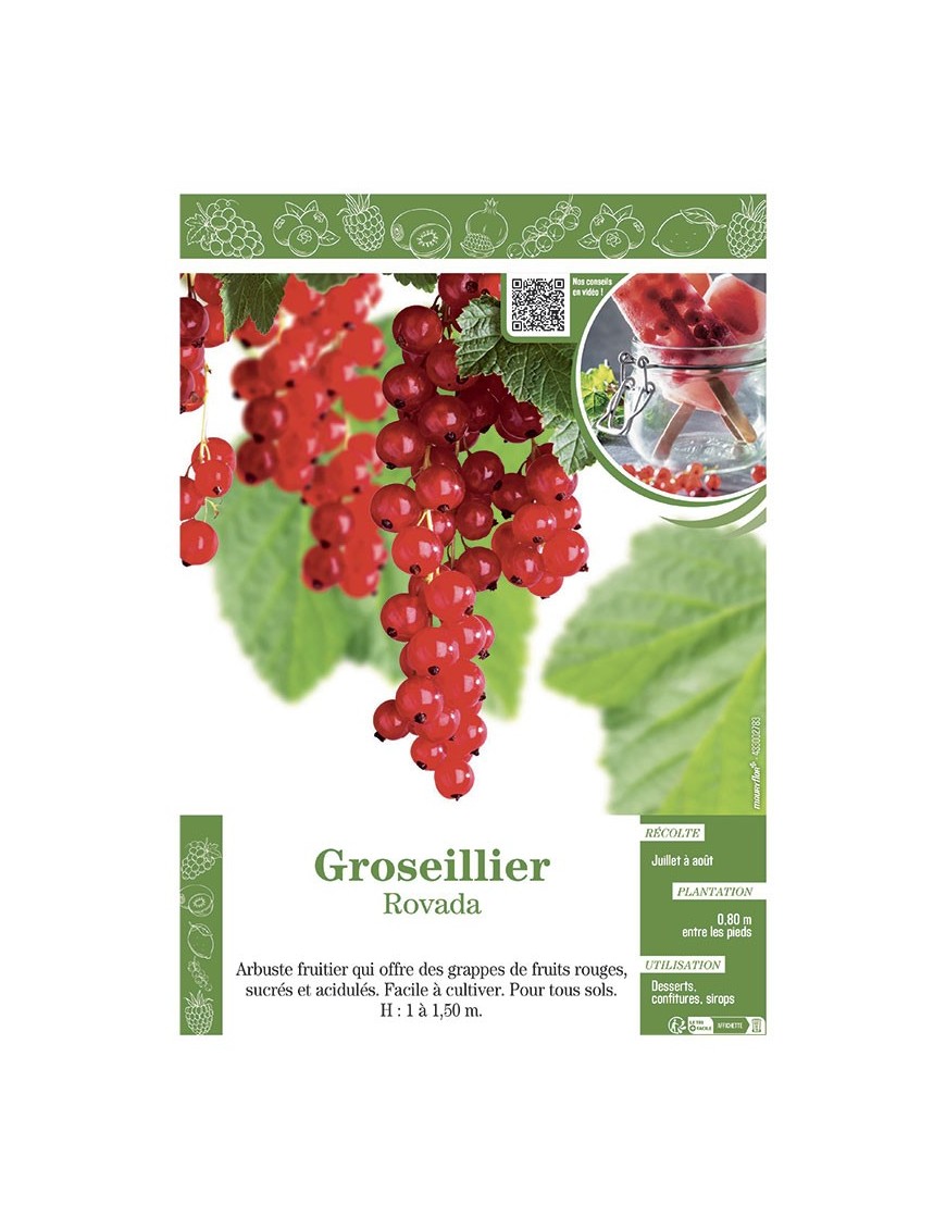 GROSEILLIER ROVADA