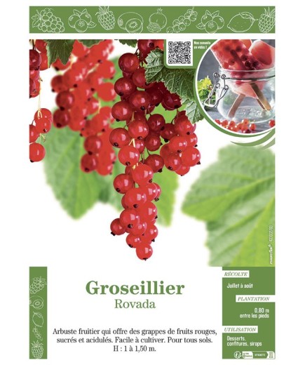 GROSEILLIER ROVADA