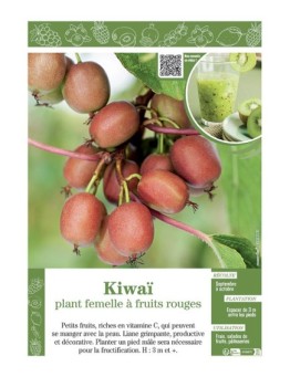 KIWAÏ PLANT FEMELLE à FRUITS ROUGES