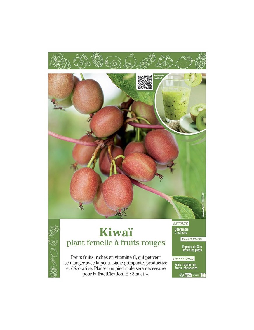 KIWAÏ PLANT FEMELLE à FRUITS ROUGES