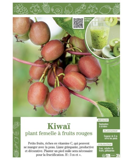 KIWAÏ PLANT FEMELLE à FRUITS ROUGES