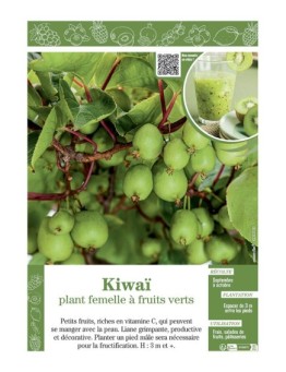 KIWAÏ PLANT FEMELLE à FRUITS VERTS