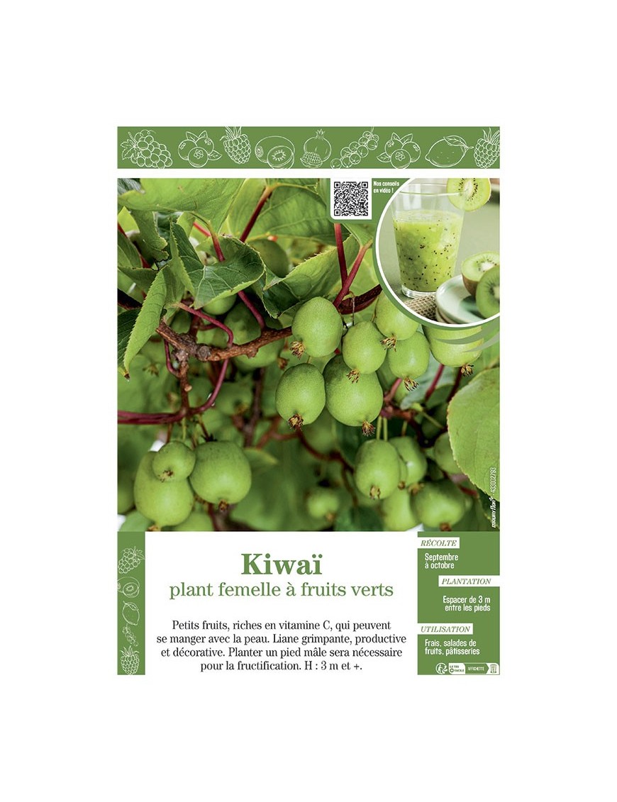 KIWAÏ PLANT FEMELLE à FRUITS VERTS