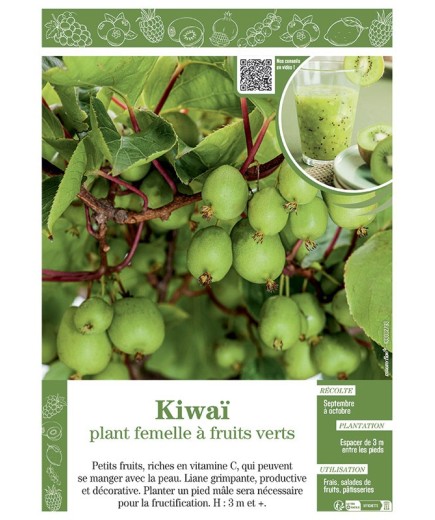 KIWAÏ PLANT FEMELLE à FRUITS VERTS