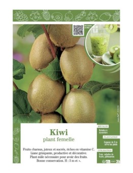 KIWI (Plant femelle)