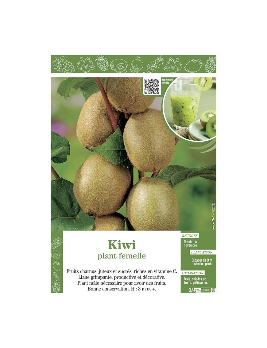KIWI (Plant femelle)