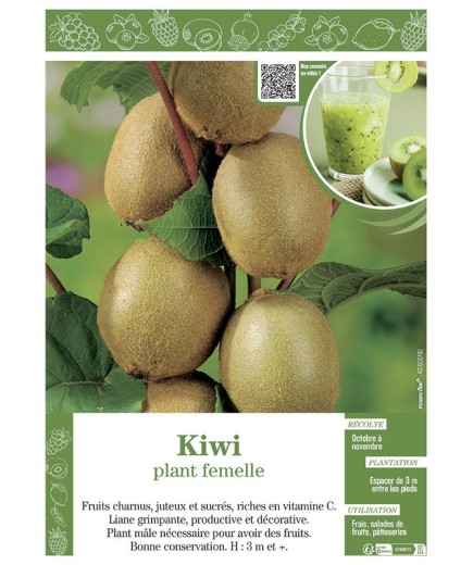KIWI (Plant femelle)