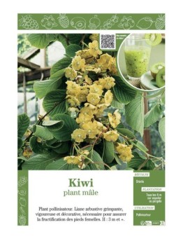 KIWI (Plant mâle)