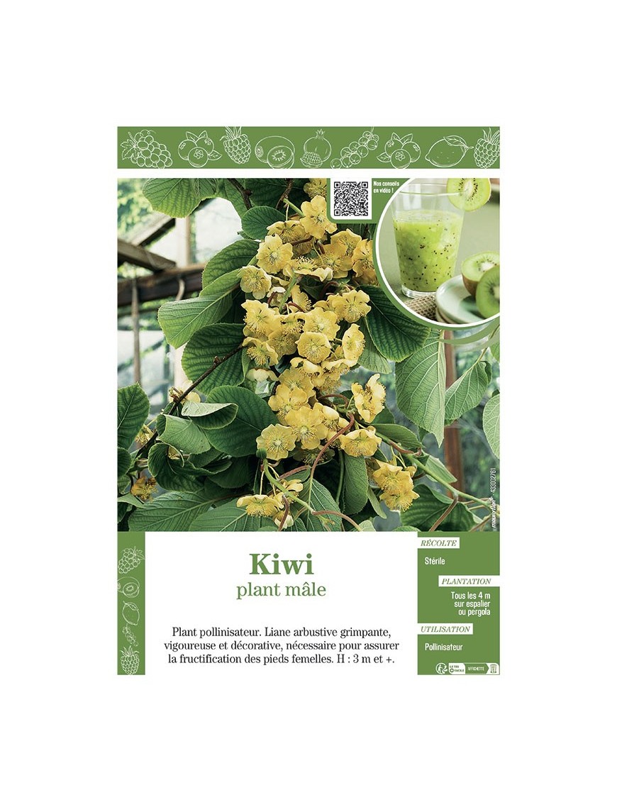 KIWI (Plant mâle)