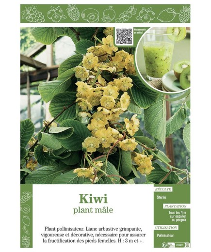KIWI (Plant mâle)