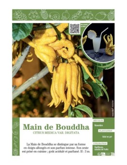 MAIN DE BOUDDHA