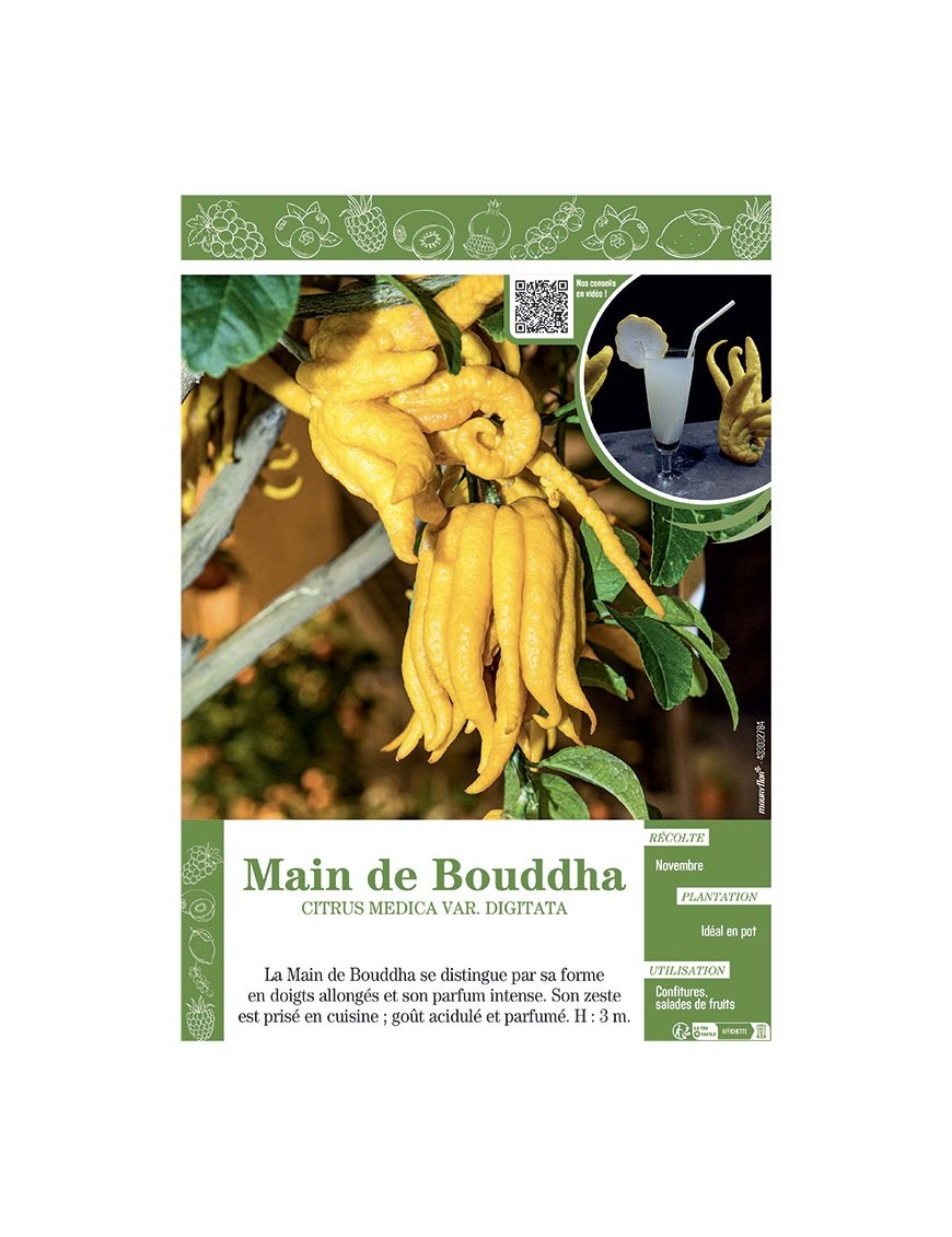 MAIN DE BOUDDHA